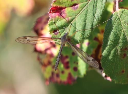 Réf. 293 923 : Tipula sp.